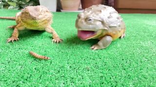 [Animals] Lizard Steals Food From Bullfrog - Unbelievable Wildlife Encounter!