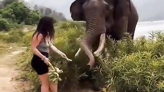 elephant attack