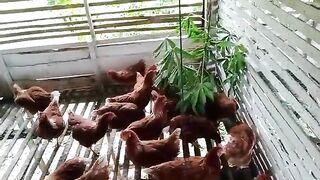 Ternak telur ayam organik