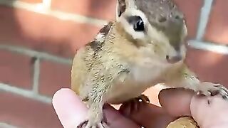 The cute chipmunk is eating peanuts 4