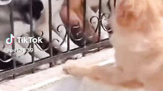 #lol #dog #animal #fight #funnyvideos