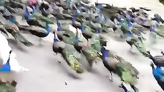 Peacocks 3