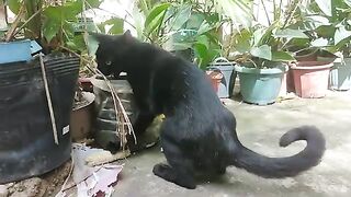 Kittens play with corn husk | Funny cute cats video