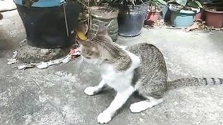 3.0M Why cats play like this? | Meow cats video