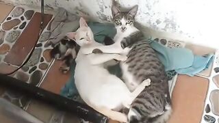 The cat family surprised me with how much they care for each other. | Cute Cats and Kittens