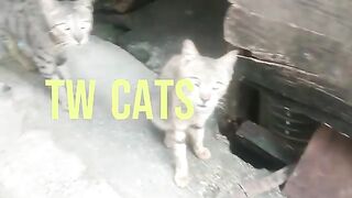 Hungry Beautiful Tabby Alley Cats | Cute Cats and Kittens