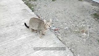 Rescued kitten eight months after | Classic comics of cute stray cats | Helping stray cats