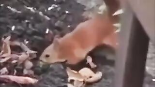 Squirrel Hiding Walnuts