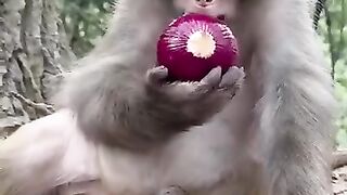 Monkey eating onion