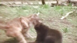 Lions is King But Fail! Mother Bear Save Her Baby From Puma Hunting, Giraffe vs Lions