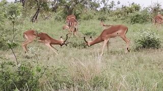 Impala Rams Fighting 2