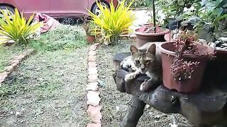 I went back to the barbecue restaurant, where I found that cats are victims of human cruelty.