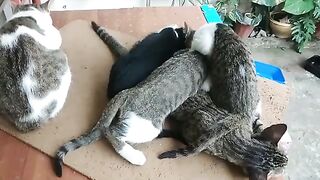 Morning Family Time | Cute Cats and Kittens