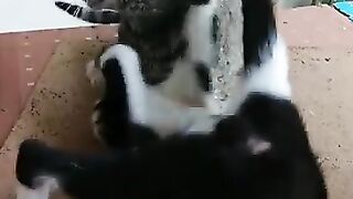 Best bonding ever | Mother Cat and Kitten