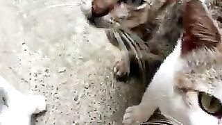 Cats and kittens meowing begging for food