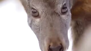 Perfumes_Are_Made_From_This_Deer.(480p).