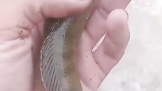 Snackhead fish catching