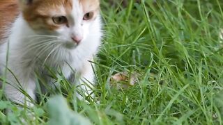 the sound of a cat calling its friend