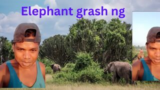 Elephant grash ????