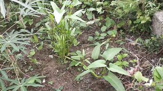 kebun singkong and kangkung