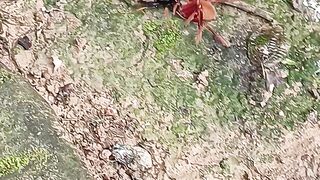 Tarantula fights