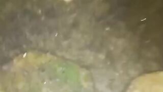 Cek larva lele umur 5 hari dari menetas ! Larva ini sudah makan cacing sutera