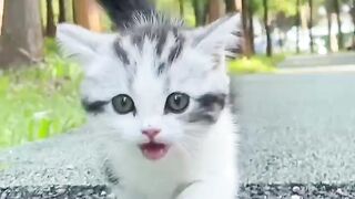 Cute cat 129