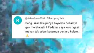 Ikan lele TUMBUH tidak RATA ternyata ini PENYEBABNYA