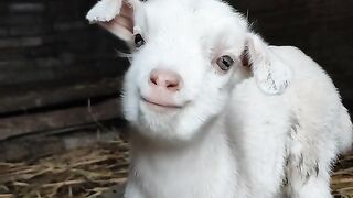 Bakri ka baby