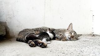 Mother cat and cute kitten moment