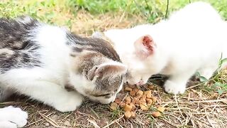 Cute kittens eat, play, fight, have fun