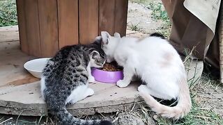 Cute kittens are eating . Cute kittens playing