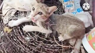 Rescue baby cats kitten #villagelife #animals 2