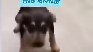 Gog Dance কুকুরের নাচ