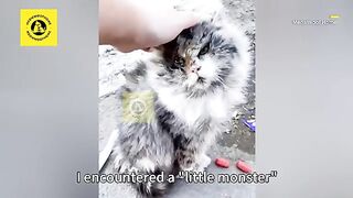 Kucing liar kotor mendekatiku, dua bulan setelah dibawa pulang, aku paham alasannya