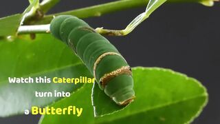 Caterpillar change into a butterfly Evolution of a Caterpillar #evolution