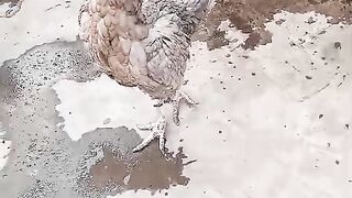 Chicken on the ground