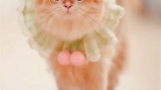 beautiful cat //cute cat videos //new viral WhatsApp status