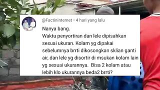 Lebih banyak KOLAM itu lebih bagus untuk USAHA budidaya ikan lele