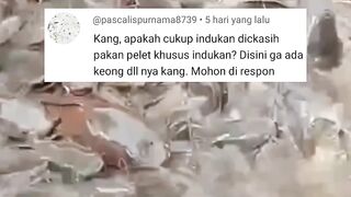 INDUK LELE hanya diberi pakan pelet apakah CUKUP untuk matang GONAD ? Disini tidak ada KEONG MAS