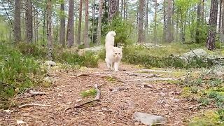 Maine Coon Cat Buster - The Great Forest Explorer!