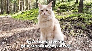 Maine Coon Cat Buster Finds the Gold of the Forest!