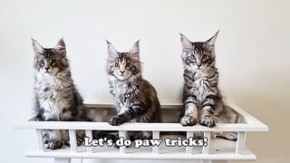 Adorable Kittens Doing Paw Tricks!