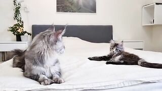 Kitten Climbs the Cat Wall - With Her Big Sister’s Help!