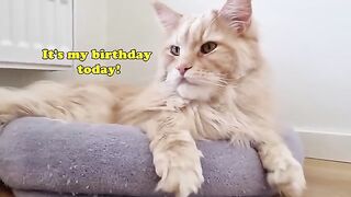 Kittens Celebrate Big Uncle Buster's Birthday!