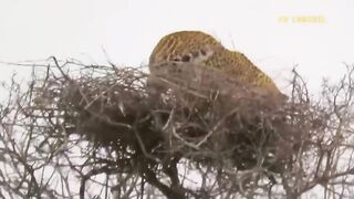 Eagle Vs Leopard Epic Battle! The Eagle's Revenge When The Leopard Invades Its Territory 2