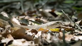 Intense Two King Cobras Fight for a Nearby Queen ???? Into the Wild India  Smithsonian Channel