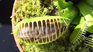 Top 20 Carnivorous Plants That Eat Animals 2