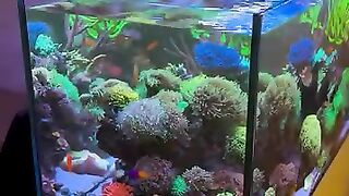 Aquarium hobby 6