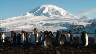 Protect Aussie marine life at Heard and McDonald islands.